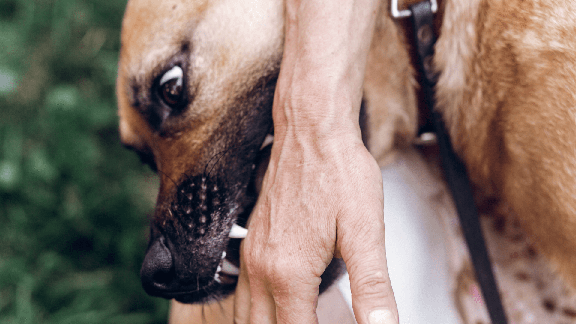 Dog Bite Lawyer support